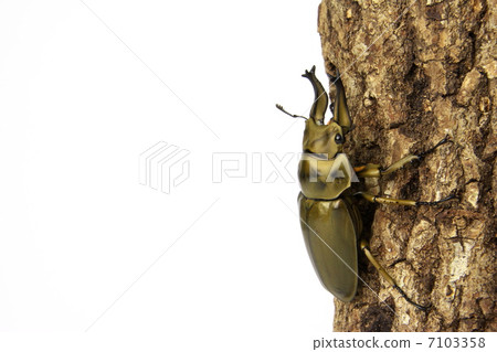 Ogon Oni Quaggata Ogon Oni Quaggata 7103358