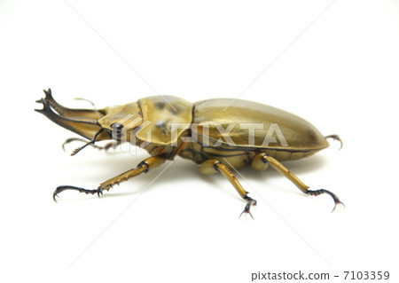 Ogon Oni Quaggata 7103359