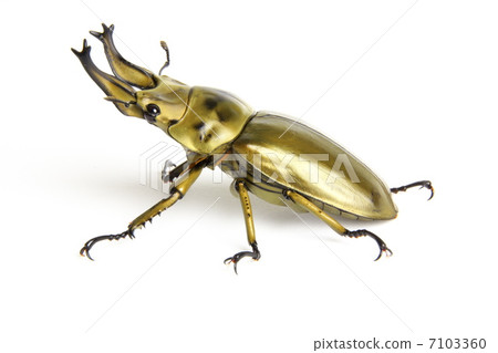 Ogon Oni Quaggata 7103360