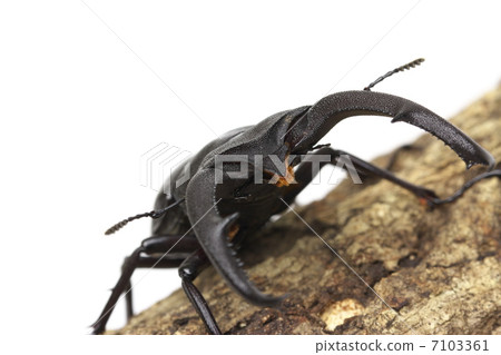 Mandiblariz Futamata雄鹿甲蟲 Mandiblariz Futamata雄鹿甲蟲 7103361