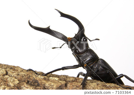 Mandiblariz Futamata雄鹿甲蟲 Mandiblariz Futamata雄鹿甲蟲 7103364