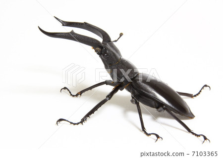 Mandiblariz Futamata雄鹿甲蟲 Mandiblariz Futamata雄鹿甲蟲 7103365