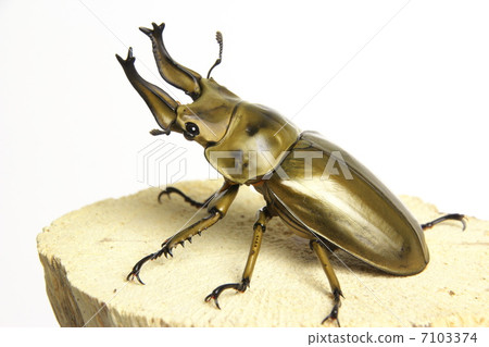 羅森比利時Ogon Oni Quaggata 羅森比利時Ogon Oni Quaggata 7103374