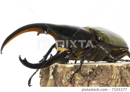 Hercules giant monkey Hercules giant monkey 7103377