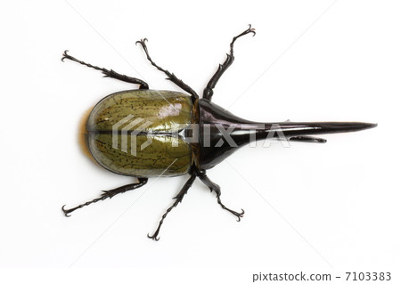 赫拉克勒斯巨型猴子 7103383