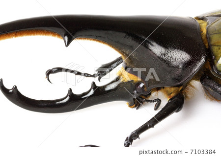 Hercules giant monkey Hercules giant monkey 7103384