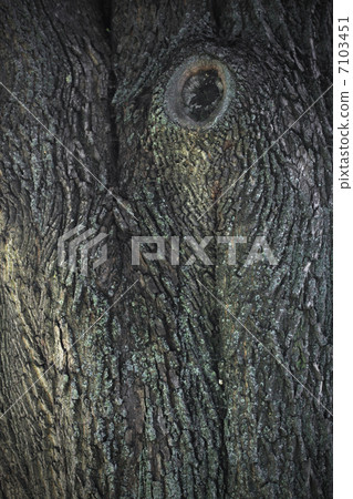 Tree Tree 7103451