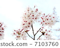 Cherry Blossoms	 7103760
