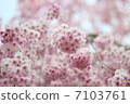 Shitareresakura 7103761