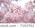 Shitareresakura 7103762