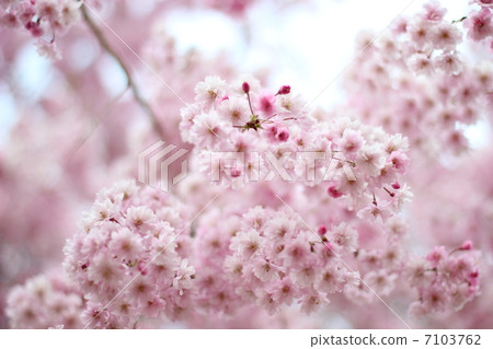 Shitareresakura 7103762