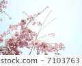 Shitareresakura 7103763