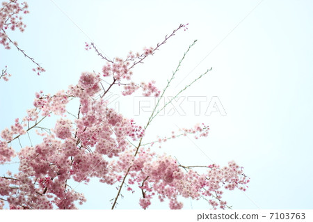 Shitareresakura Shitareresakura 7103763