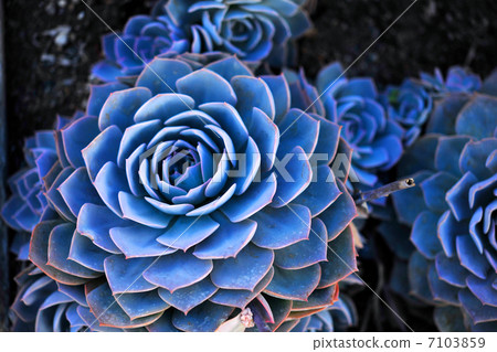 多汁植物Ecperia 7103859