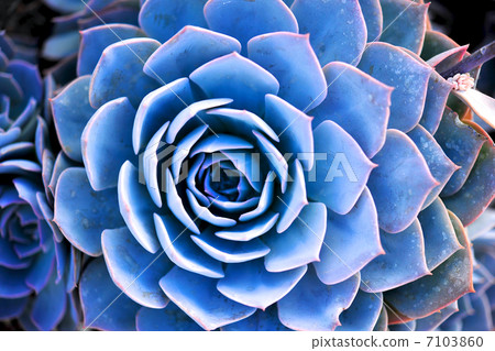 多汁植物Ecperia 7103860