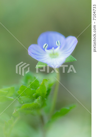 Persian speedwell Persian speedwell 7104733