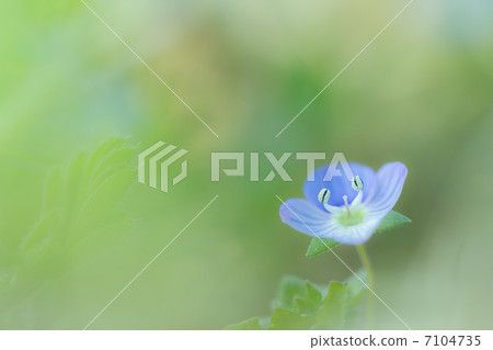 Persian speedwell Persian speedwell 7104735