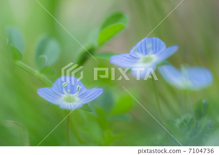 Persian speedwell Persian speedwell 7104736