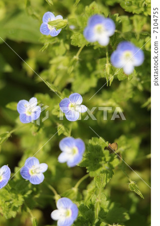 波斯Speedwell 7104755