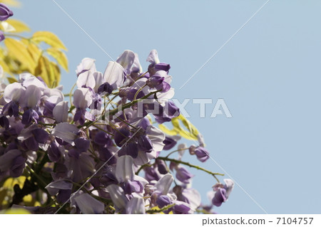 Wisteria Wisteria 7104757