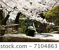 Dragons and cherry blossoms 7104863