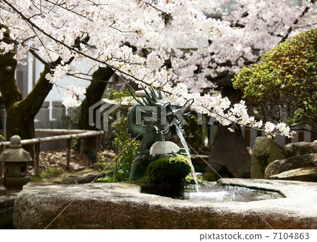 Dragons and cherry blossoms 7104863