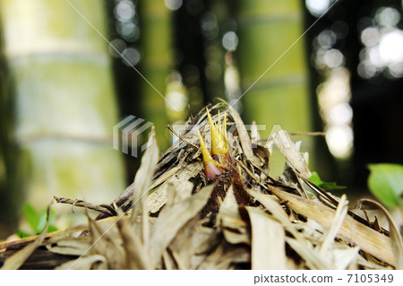 bambooshoot  7105349