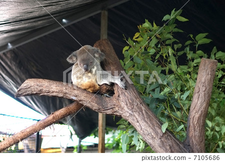 Koala sleeping on a tree 7105686