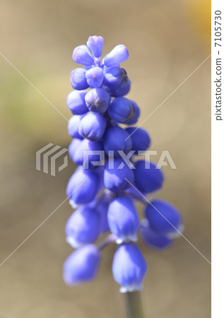 Muscari (Armenian cam) 7105730