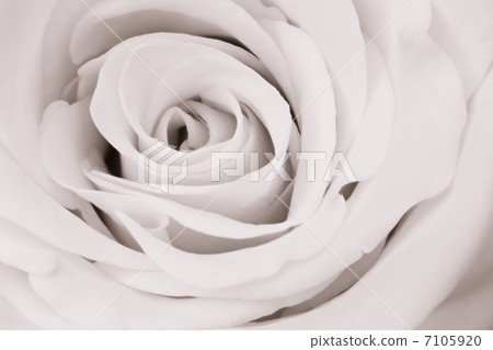 white rose close up white rose close up 7105920