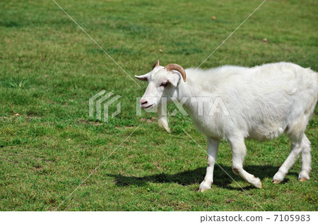 山羊的肖像 7105983