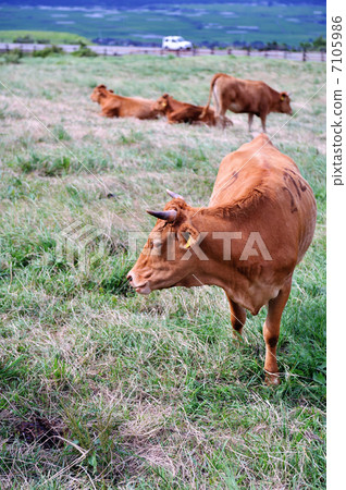 牛放牧 7105986