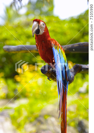Scarlet macaw 7105990