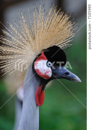 White-crowned crane 7105995