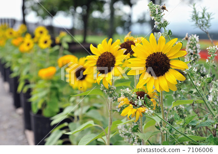 sunflower	 7106006