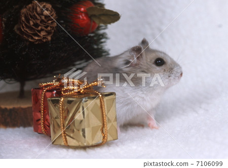Djangarian hamster 7106099