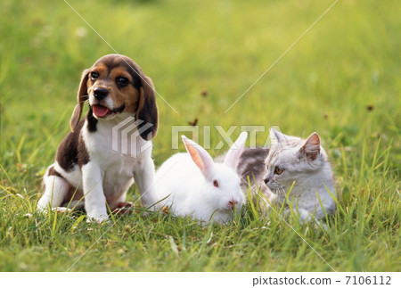 Good friend puppy, kitten and white rabbit Good friend puppy, kitten and white rabbit 7106112