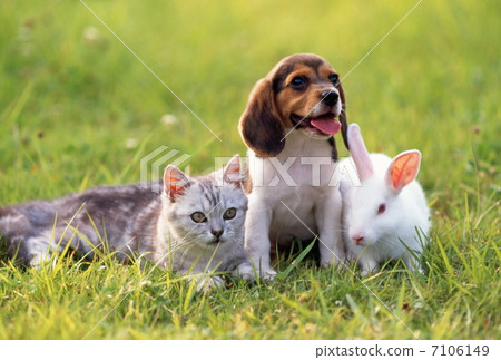 Good friend puppy, kitten and white rabbit 7106149