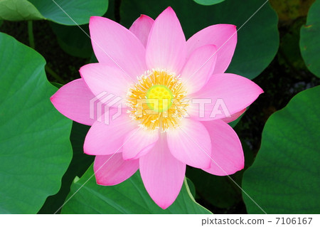 A lot of lotus 7106167