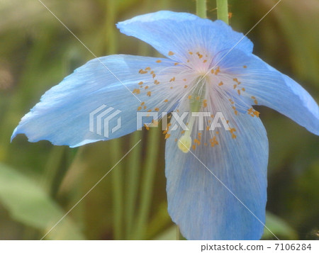 藍喜馬拉雅山脈 7106284