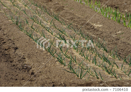 Onion farm cultivation of onions 7106410