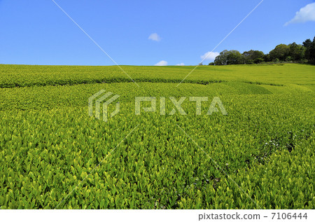 千住農場的茶園 千住農場的茶園 7106444