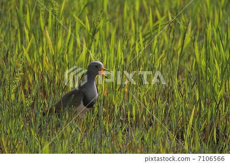 Keli的父母的警告 Keli的父母的警告 7106566