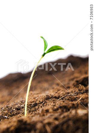 Green seedlings in new life concept Green seedlings in new life concept 7106983