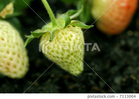 Strawberries 7113004