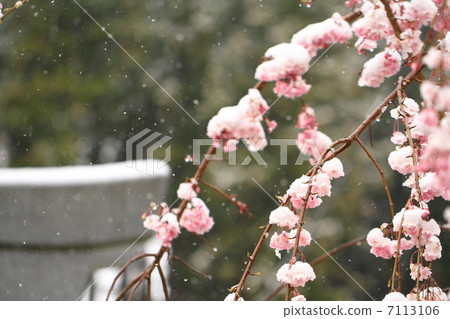 Cherry Blossoms	 7113106