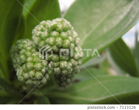 Buds of monpunoki Buds of monpunoki 7113126