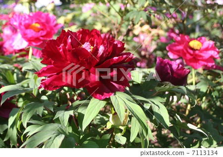 Peony Peony 7113134