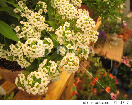 Alissam's flower 7113212