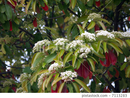 Ladies and Gentlemen Ladies and Gentlemen 7113283